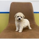 도그마루 천안지점 이미지