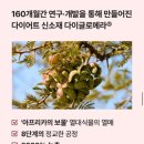 스 키니 다욧트 정리가 이미지