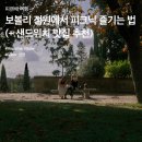 보볼리