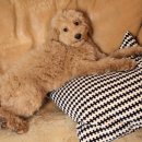 안아픈세상의원 이미지