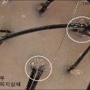 기라성 미용재료 | 대전 기라성 ① 두피&amp;모발 테스트