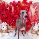 안아줄개 이미지