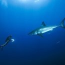 바다이야기 이미지