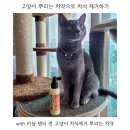 미뇽캣 | 고양이 치석제거 뿌리는 치약 미뇽 덴티 캣 솔직후기