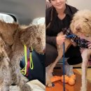 견생공감 이미지