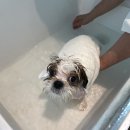 미니마니몽 이미지