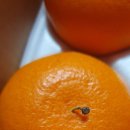 제주후니네 이미지