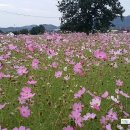 쪽샘식당 이미지