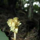 약이 되는 산야초 이미지