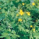 애기똥풀 이미지