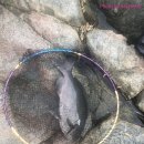 가자낚시 이미지