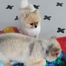 아리엘언니 이미지