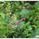 쌍둥이네농장 이미지