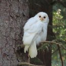 알비노 줄무늬올빼미(Barred Owl) 이미지