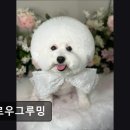멜로우 그루밍 네이버블로그