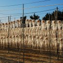 보리수다방 이미지