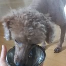 쪼식이
