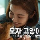 고양이 모자 이미지