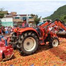 토마토 나라!!2014 화천 토마토 축제!! 이미지