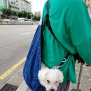 차르도르 애견카페 이미지