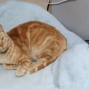 고양이발 이미지