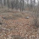 비천솔밭 이미지