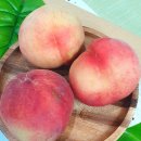 참냉기농장 | 영천 스타 복숭아 선물후기 (맛있는 복숭아 고르는 법, 후숙과 보관 방법 및 당도 높이기)