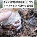 흰굴뚝버섯 이미지