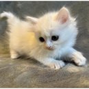 도그마루 강아지고양이 무료분양 이미지