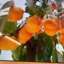 화월농장 이미지