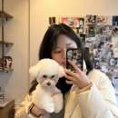 강남언니애견미용호텔 | 필스타 강남애견미용 가격 미니비숑 귀툭튀컷 스포팅 만족 후기