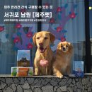 남원덴탈 | 제주 강아지 수제간식 제주펫 본점 / 남원 애견동반 용품샵 추천