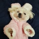 쁘띠앤독 이미지