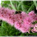 은희광사진가와 꼬리조팝나무꽃 --장미과 이미지