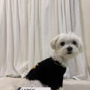 라이펙스 | 강아지췌장염 영양제 벳플러스 라이펙스 소화 효소 IBD PLE