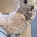 울릉살이 | 울릉크루즈 뉴씨다오펄호의 최근 후기