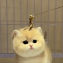 먼치킨샵