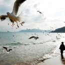 부산갈매기 - 부산진구 새싹로 115 | 부산갈매기