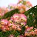 자귀나무 (silk tree, Albizzia julibrissin) - 소쌀밥나무 이미지