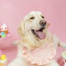 해피몽스데이 이미지