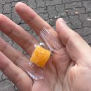 파스쿠찌정부대전