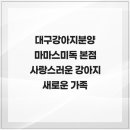 대구강아지분양 마마스미독 본점 | 대구강아지분양 마마스미독 본점 사랑스러운 강아지 새로운 가족