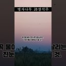 명자나무 - 장석주 (낭송 - 블루요정) 이미지