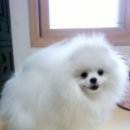 또또와 이미지