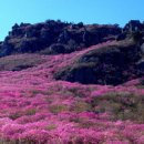 진달래목장 이미지