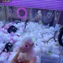 토이즈팝 이미지