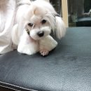 꽃개 하우스 이미지