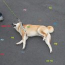 안가