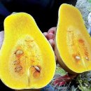 언니네텃밭 시동공동체 영농조합법인 | 제주 땅콩단호박 언니네텃밭 포항 맛있는 밥상 증평 고행기행 생막걸리 율리체험마을식당 홍삼포크제육...