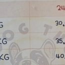 독특하개 이미지